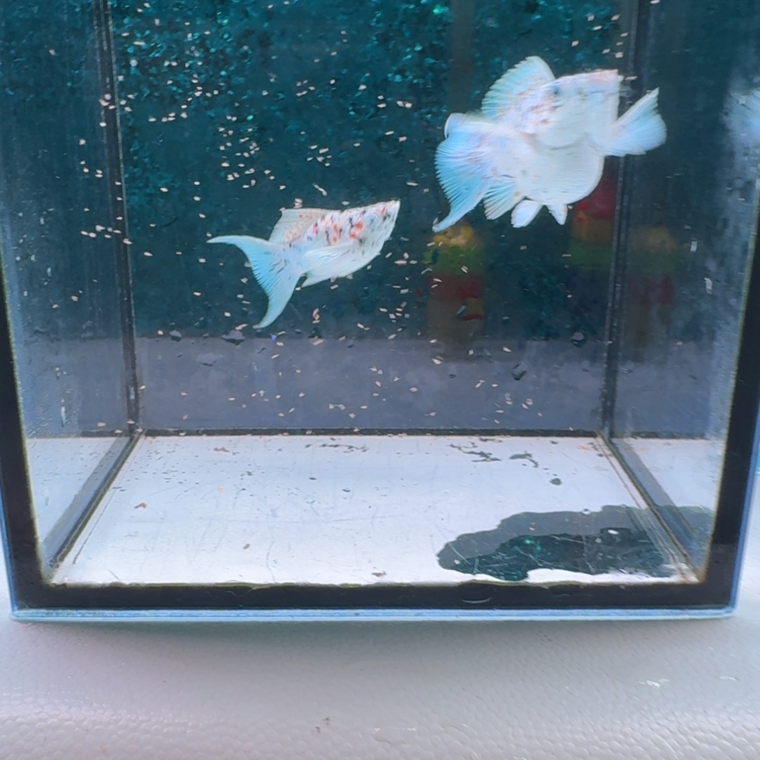 黑玛丽鱼733号玛丽2条