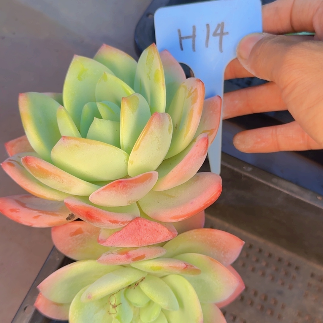 多肉植物的生长发育和