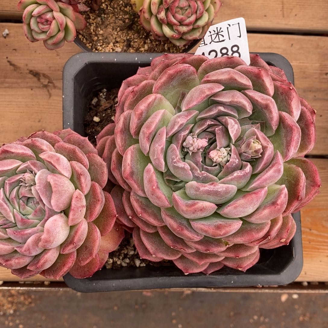 .****.杂交精品多肉4288