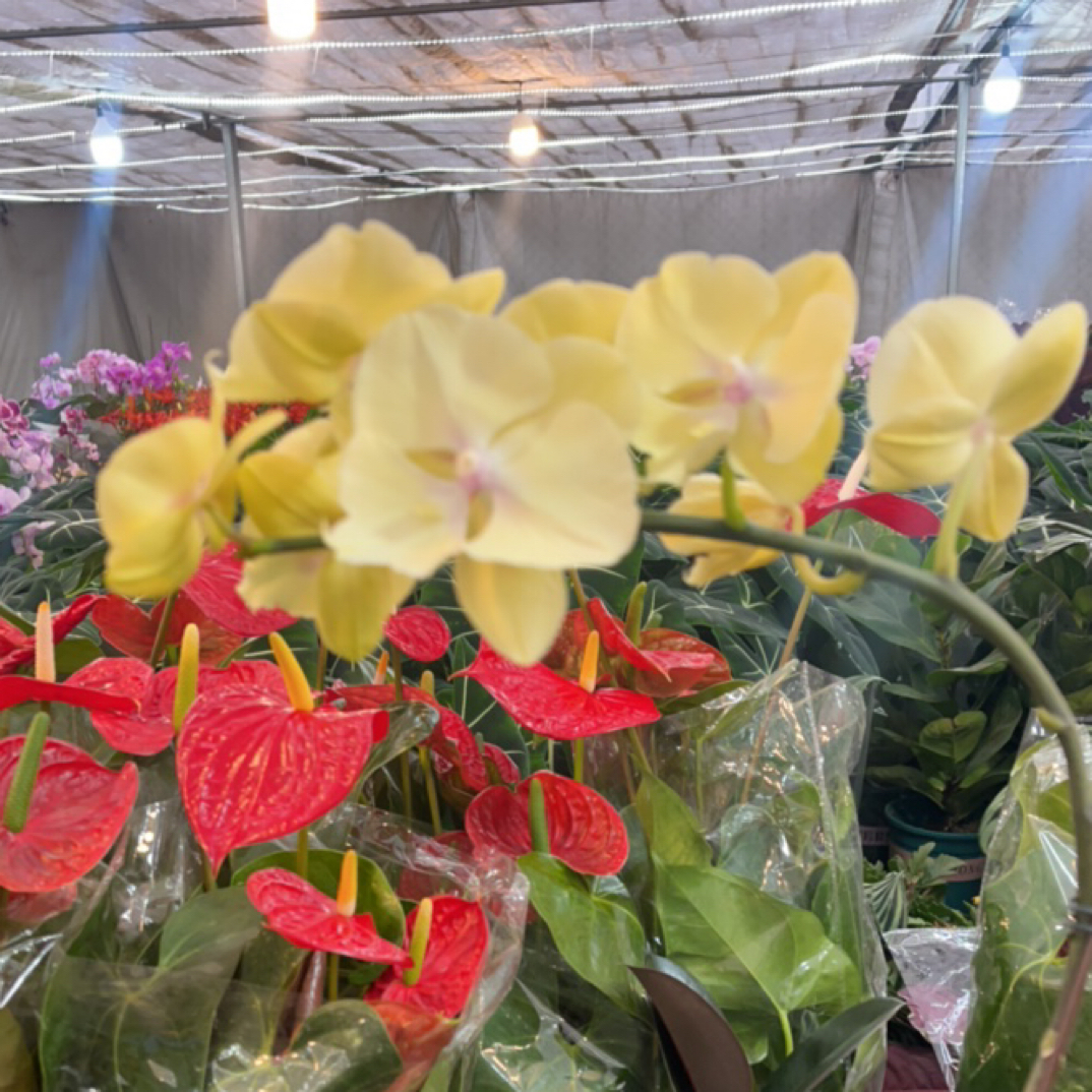 蝴蝶兰（柠檬）带花剑盆栽室内客厅四季开花好养观花绿植花卉