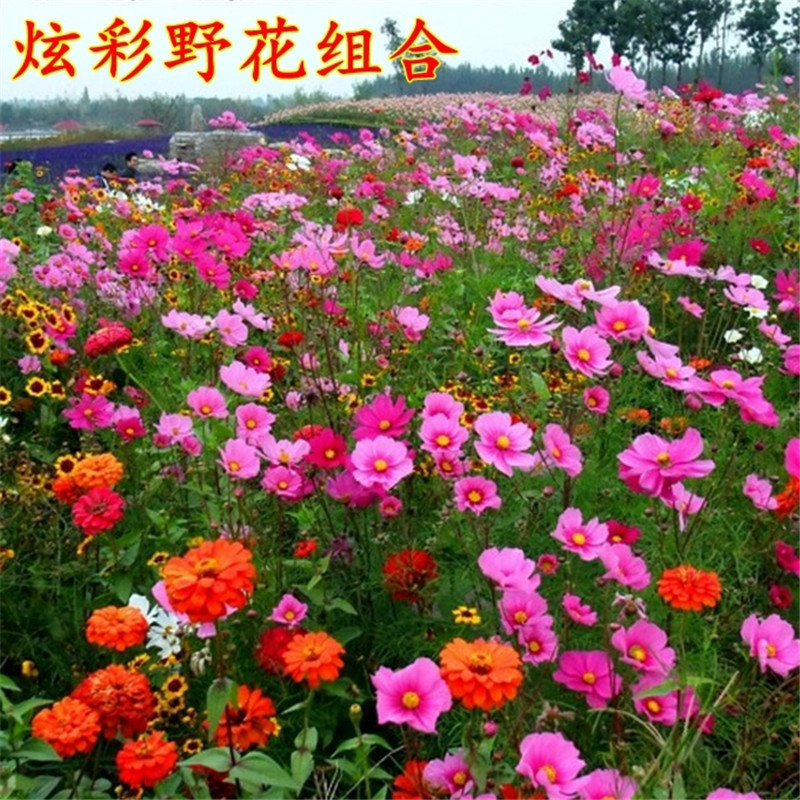 波斯菊花种格桑花种四季开花种易活花种庭院室外花卉野花组合种子