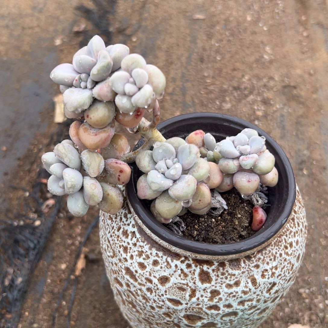 多肉植物艾伦老庄