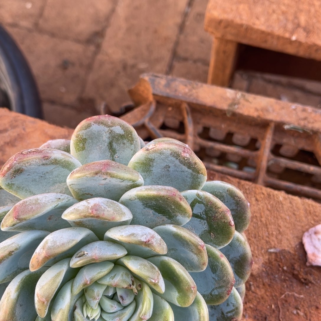 ****心十级福利整装无砍