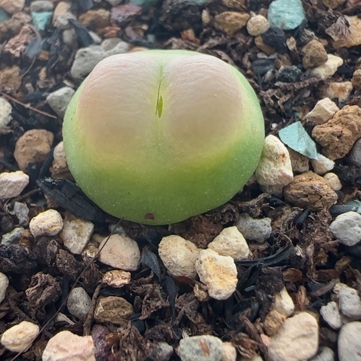 多肉植物1.5拉登一颗5号