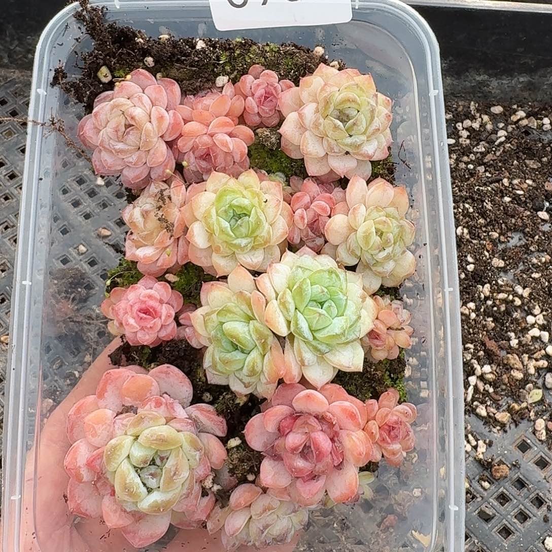 杂交新品珍妮多肉959