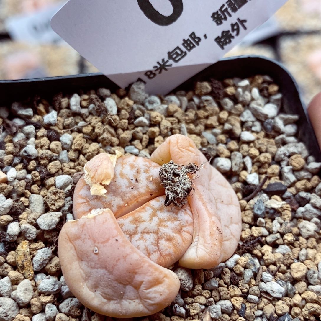 我我的小哥哥小060
