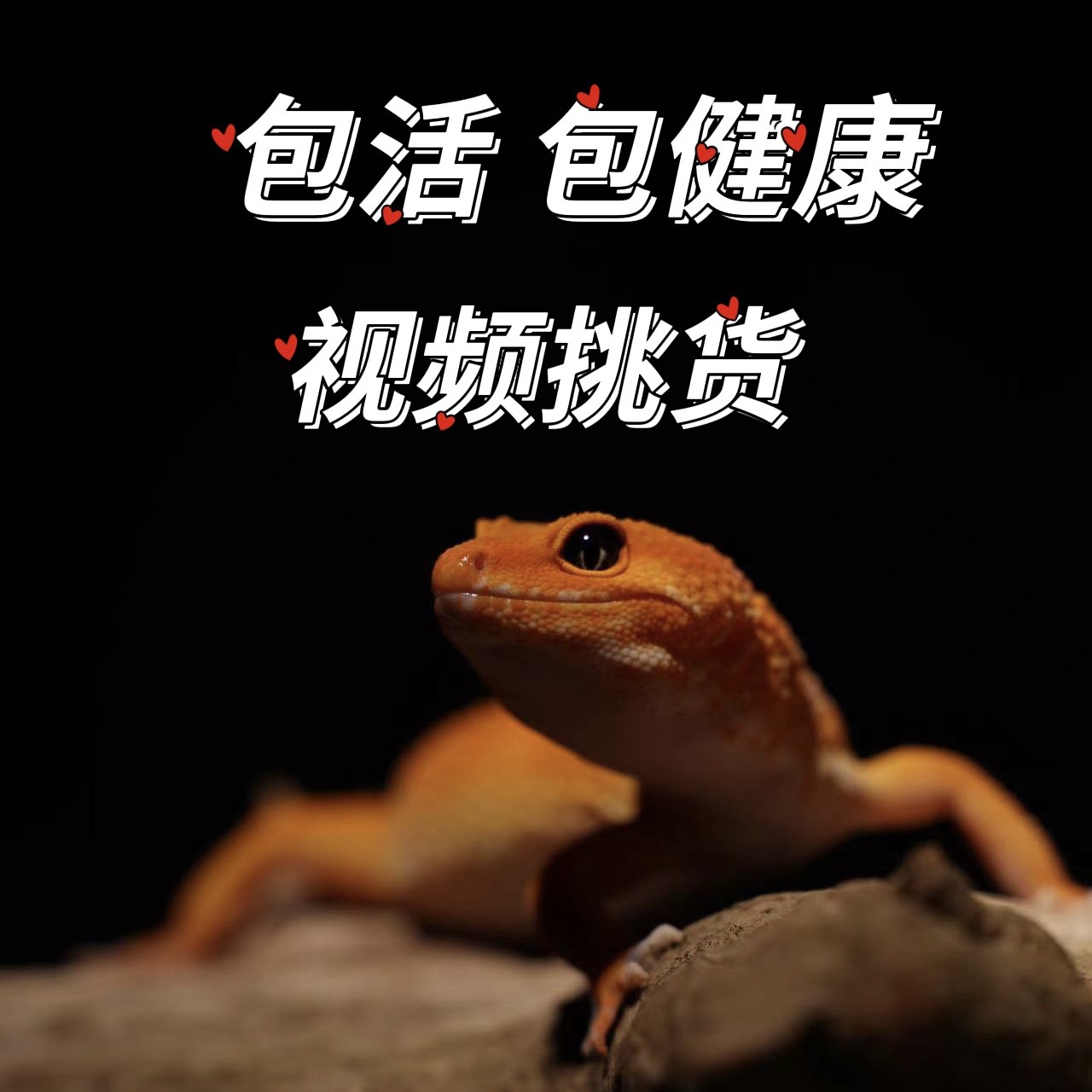 豹纹守宫蜥蜴入门级爬宠蜜桔妲己温驯异宠温驯可爱幼崽桌面宠物