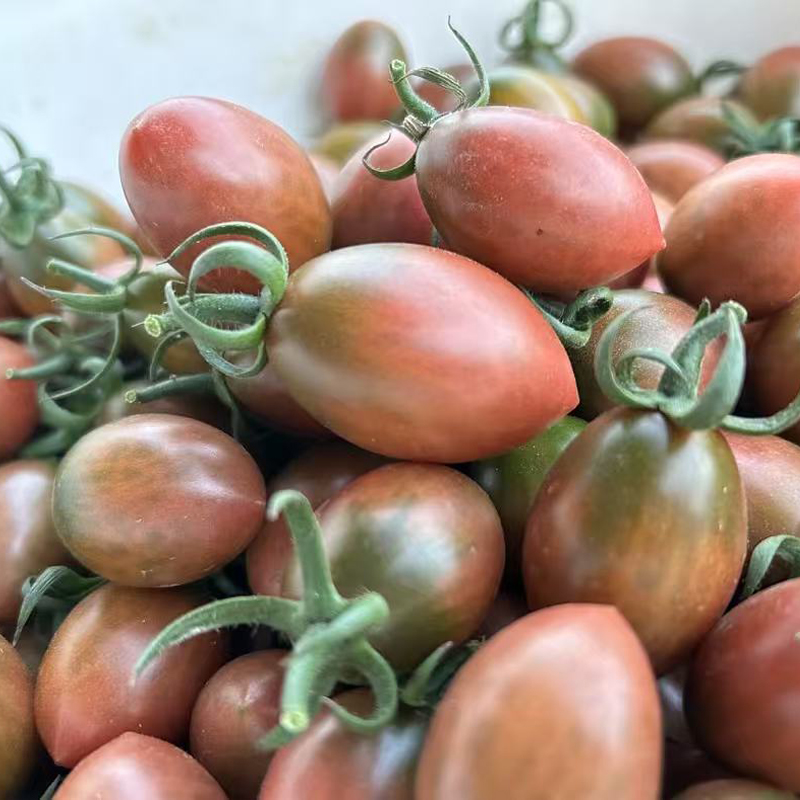 （现摘现发）新鲜紫弹头小番茄海丰鹿境本地子弹头圣女果番茄农产品