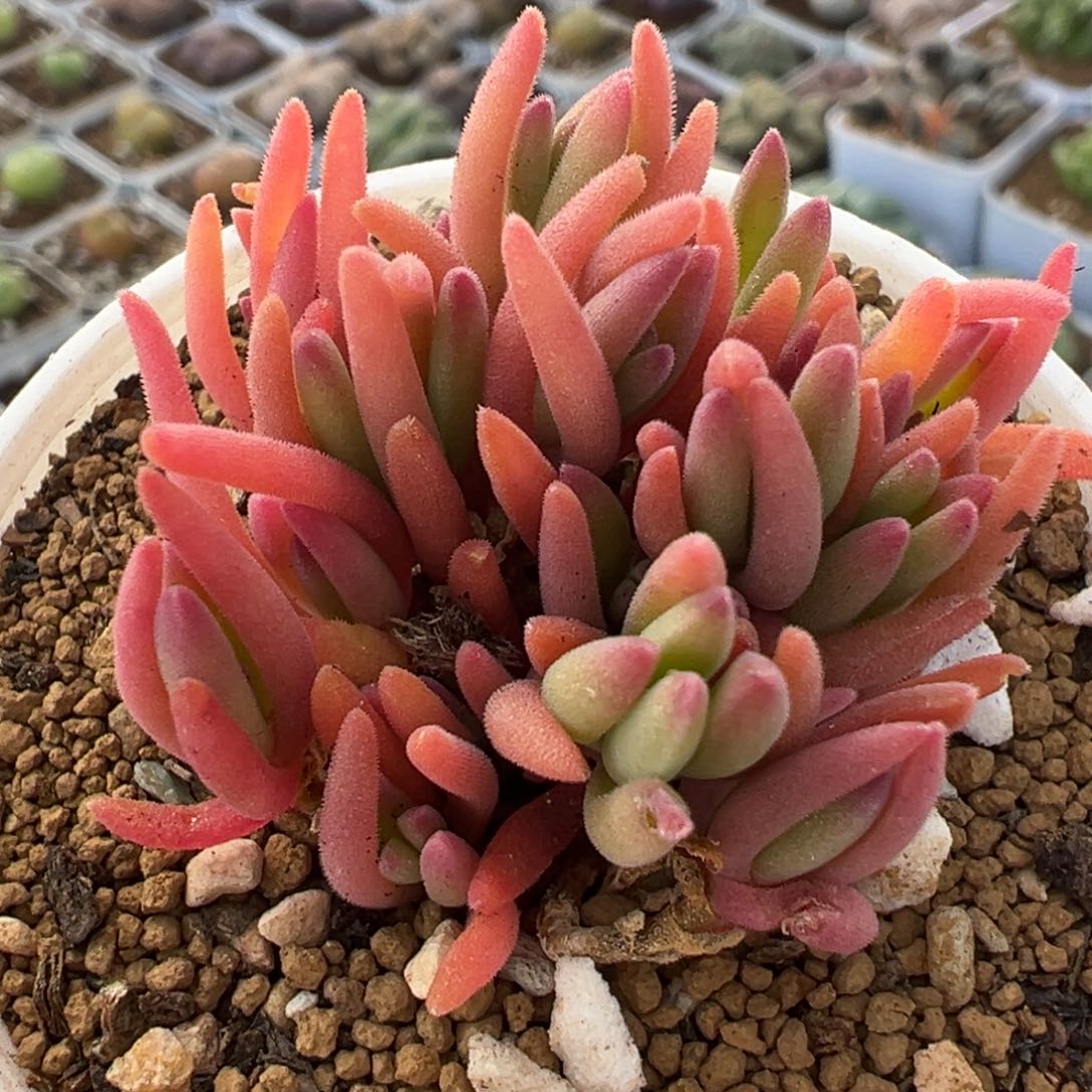 九尾狐多株一起多肉植物