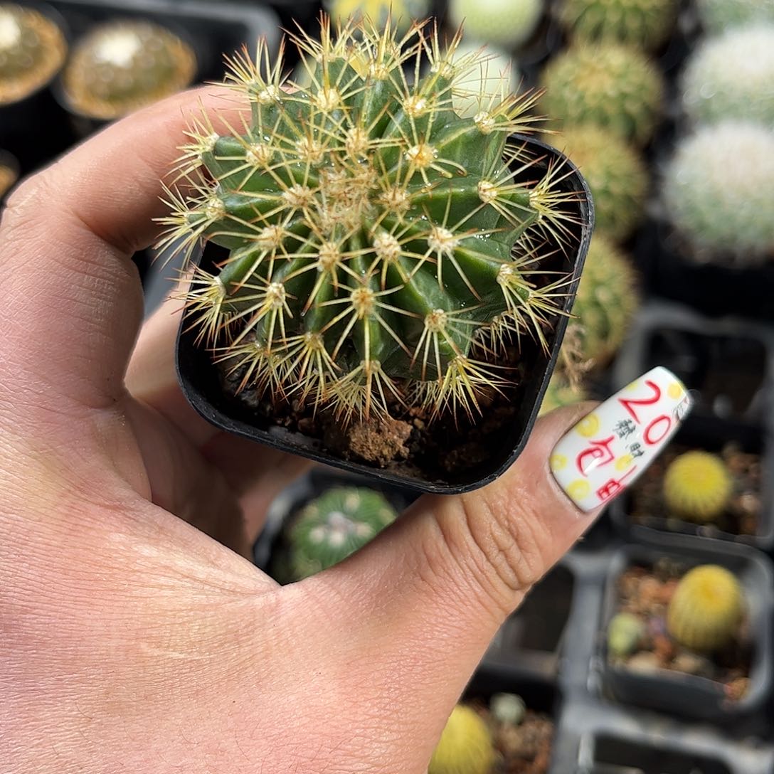 黄金云单头发货有根