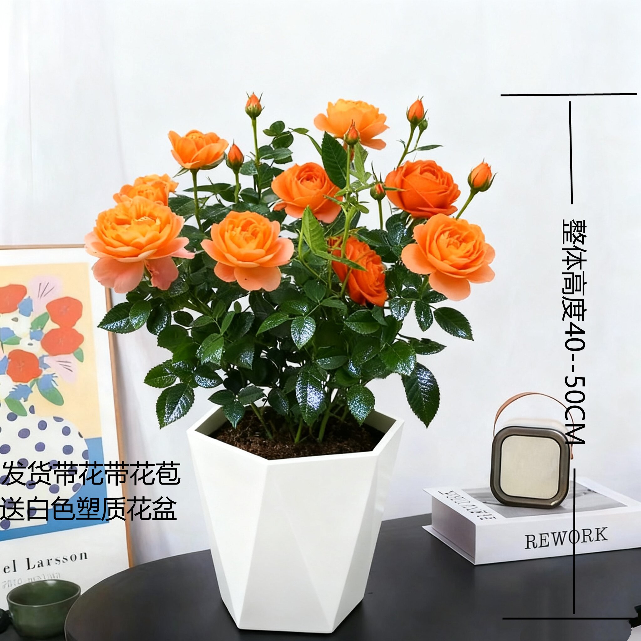 果汁阳台月季盆栽四季开花带花苞好养活