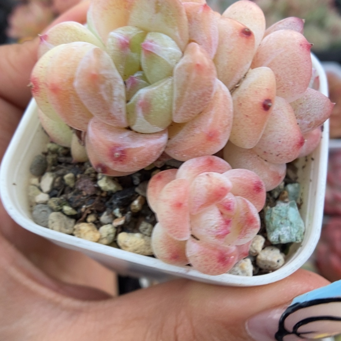 油透珍妮群生924号