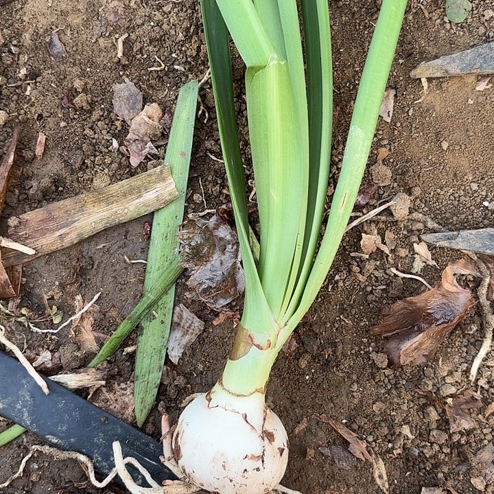 无花朵淘淘一号包对版