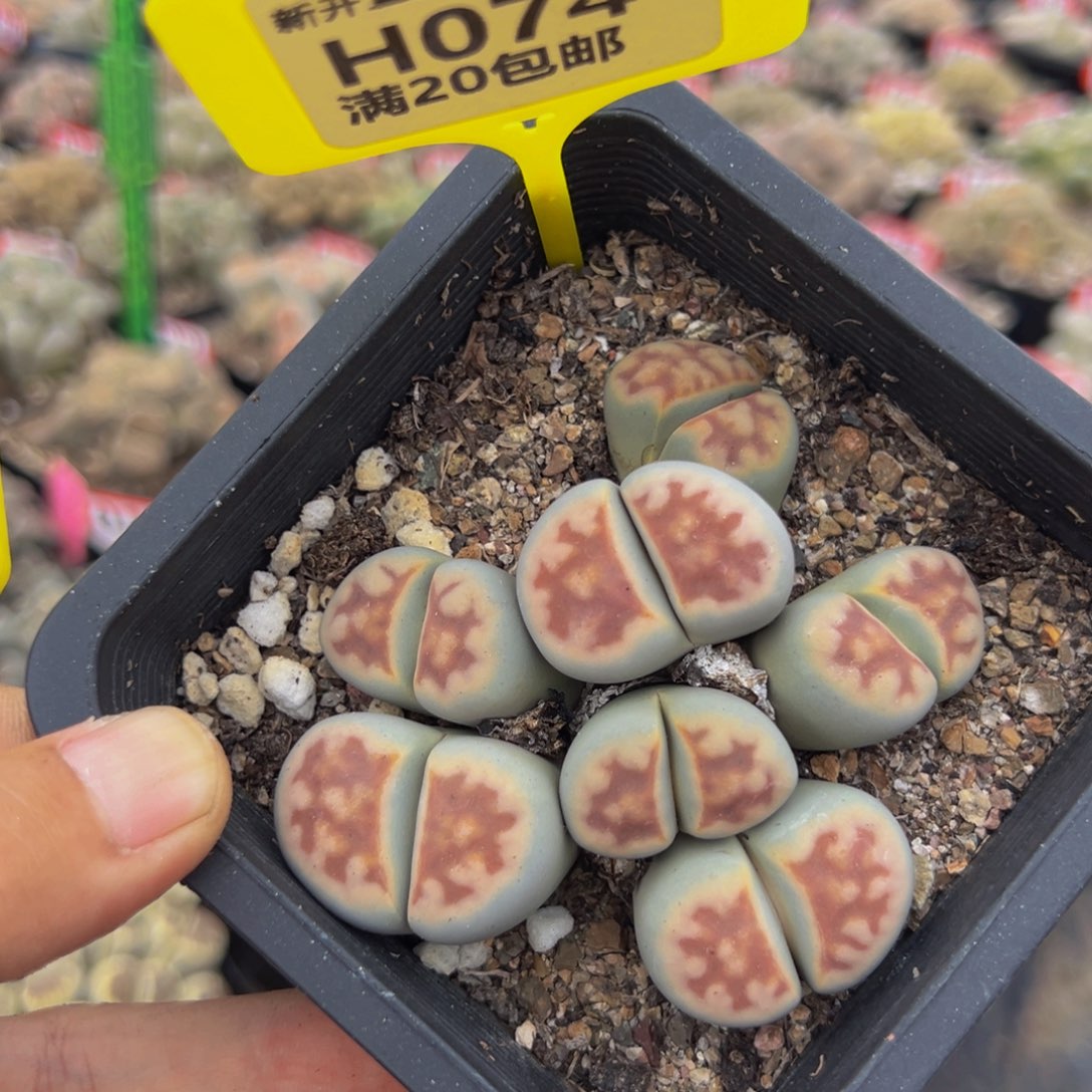 074 生石花大群生很不错