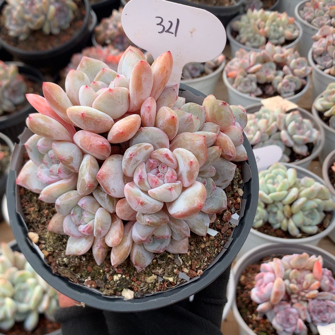 11厘米八头有砍贵妃粉溏心石榴籽 321