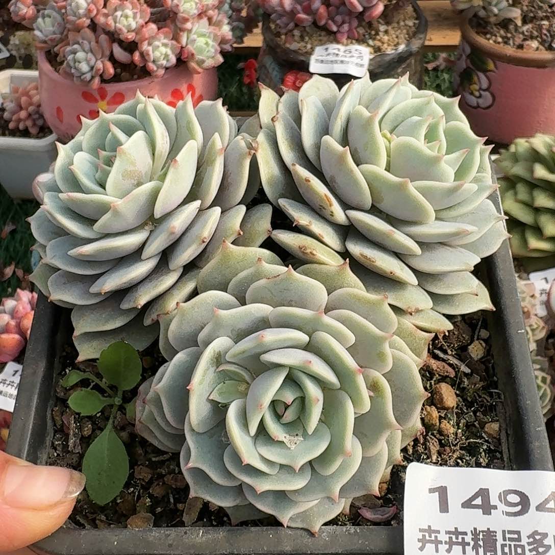 1494一物一拍（满28包邮）n