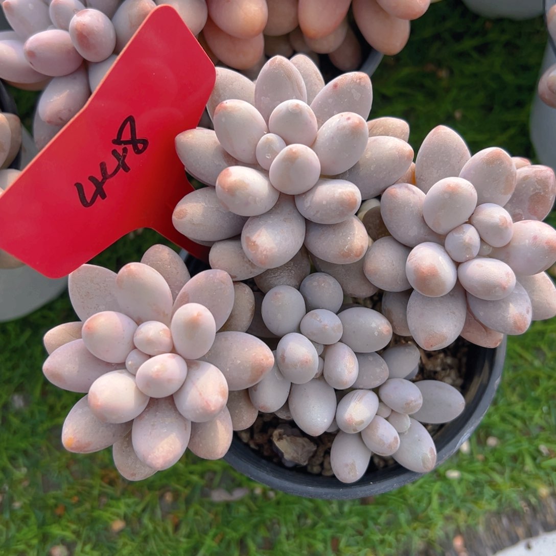 福利来啦打榜啦打榜啦