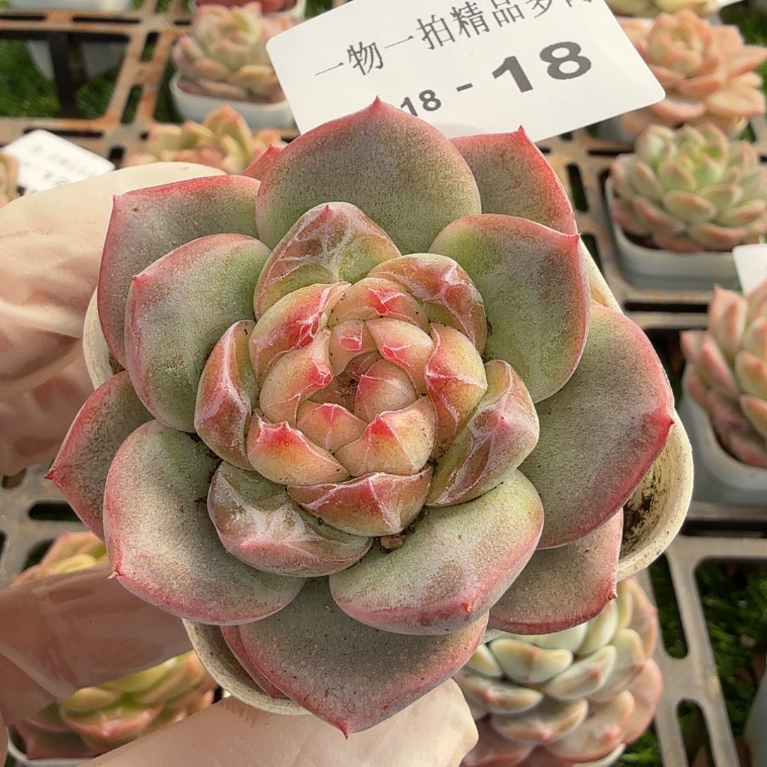 1218-18多肉一物一拍