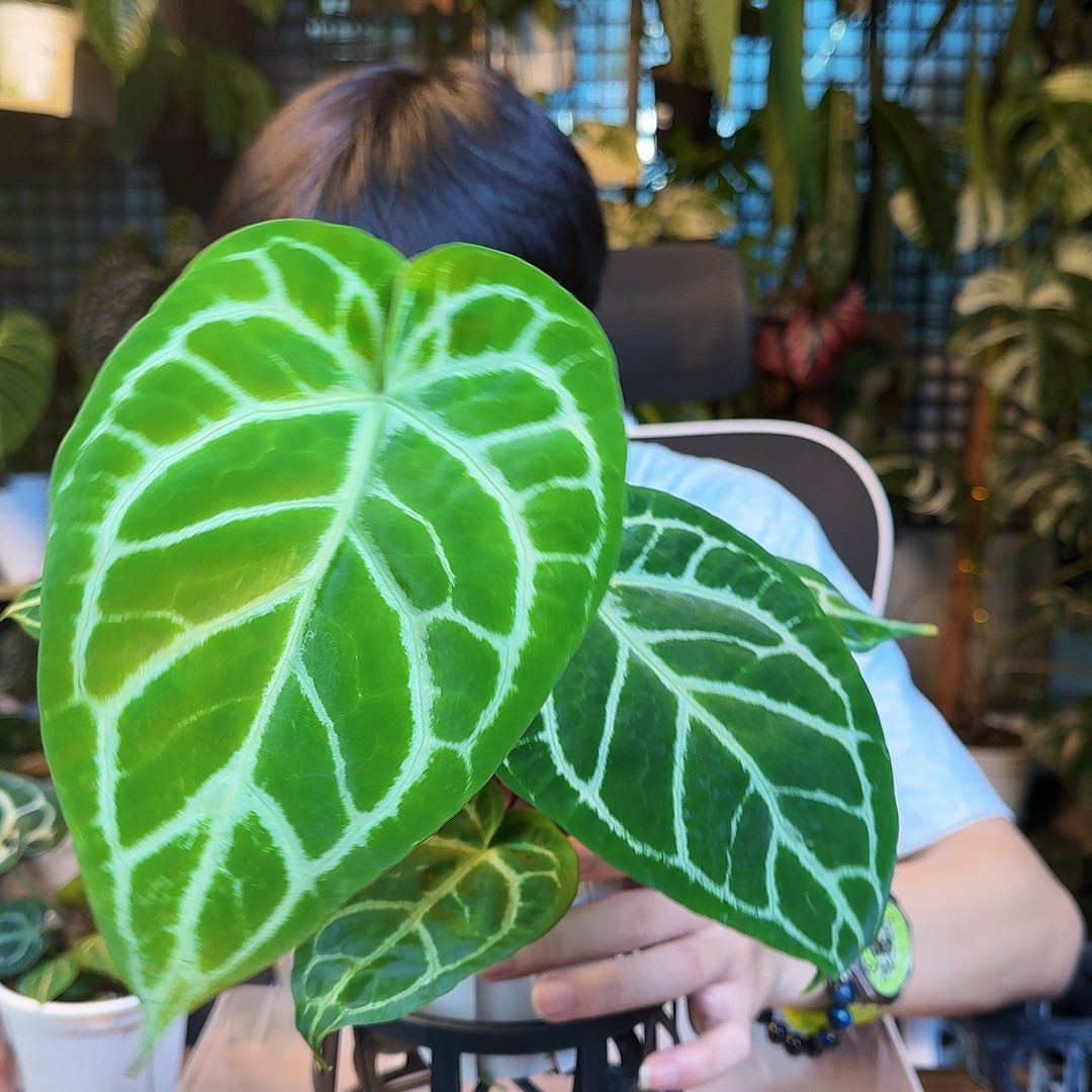 豬***蟲完全开放一物一拍A174