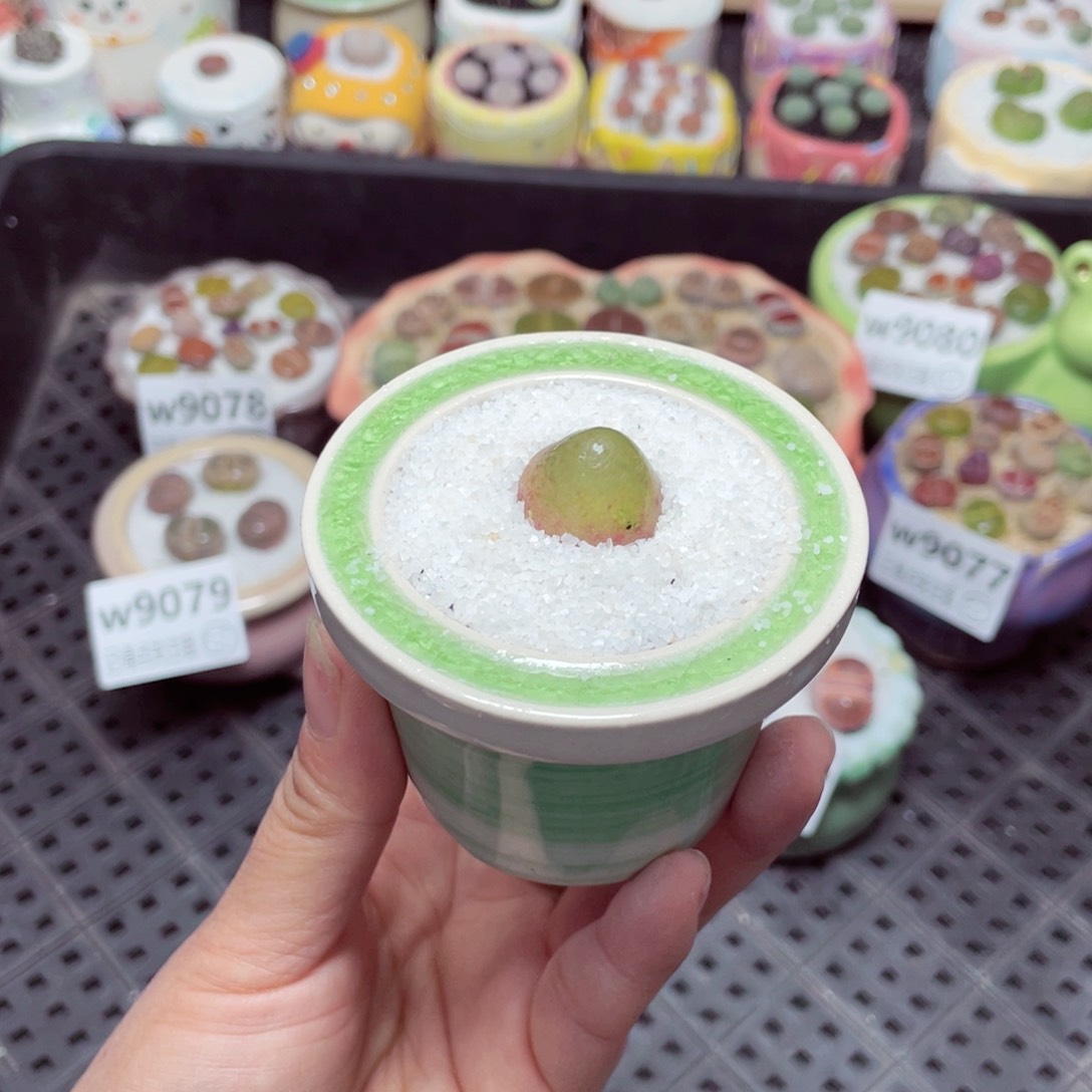 w9081 零下地区拍保温箱-15支持寄养