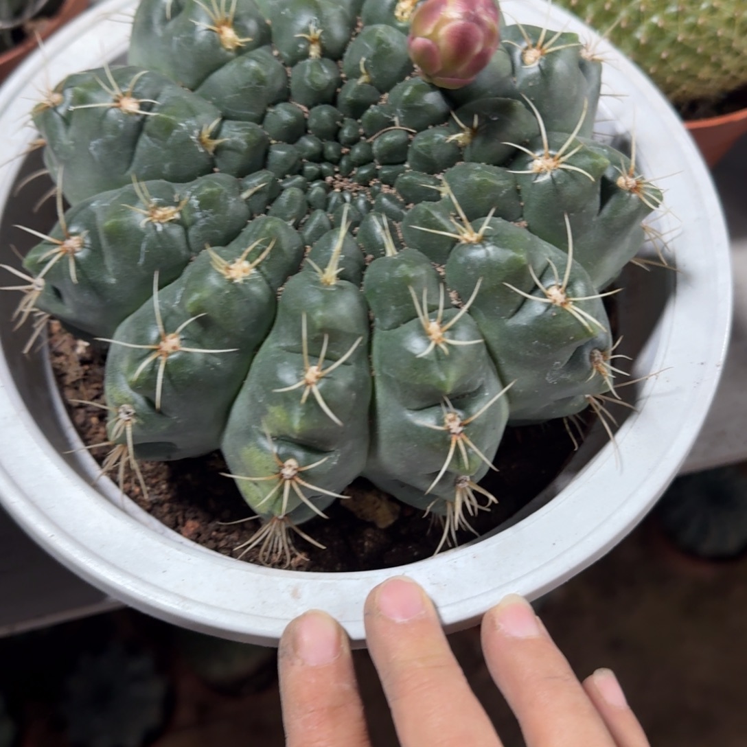 ಇ***轻可口可乐了可口可乐