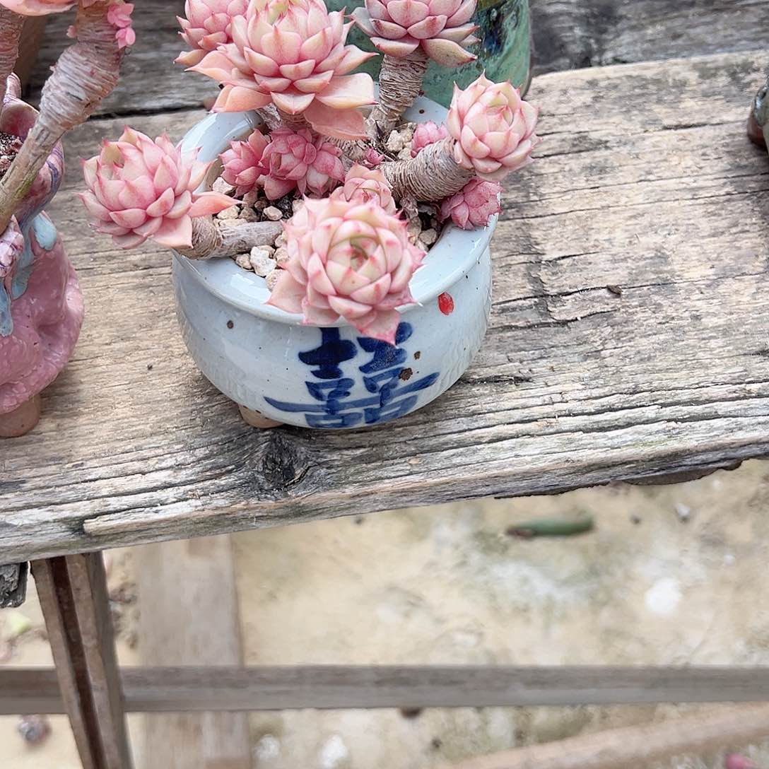 旭*笨吧多肉植物脱土