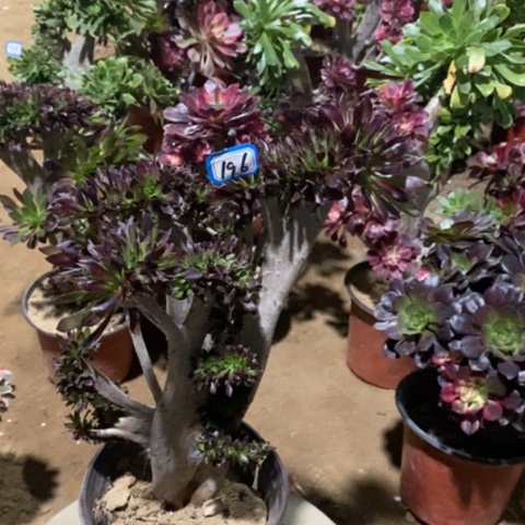 黑法师缀一物一拍