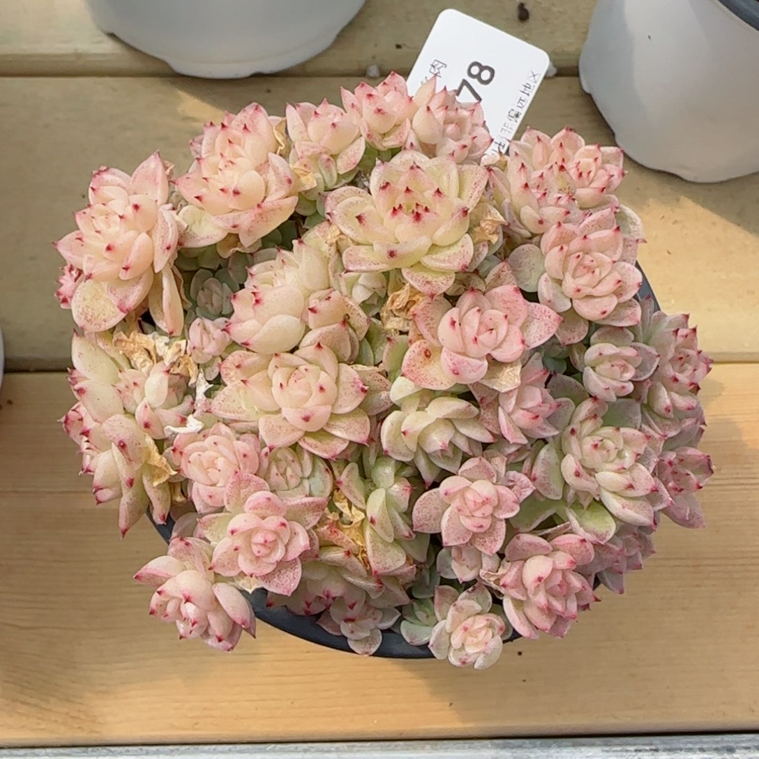 麦秆群，7378带盆发不包整