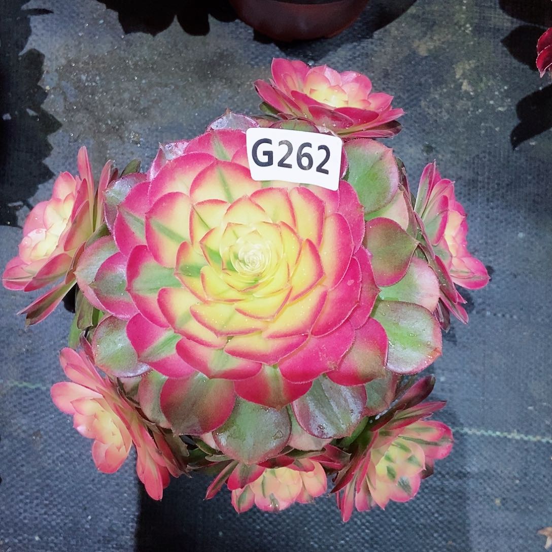 红陶262荔枝3冠服17