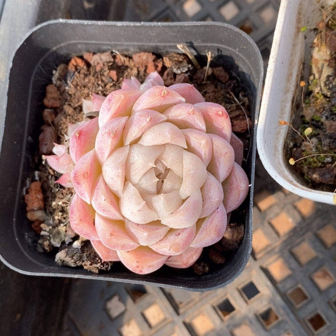 精品多肉一物一折不包整288