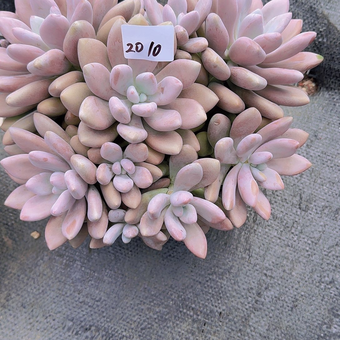 蛋***卷2010原始虞美人多肉植物