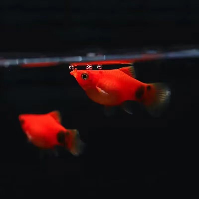 米奇鱼小型胎生热带观赏鱼耐活好养可与玛丽孔雀鱼混养