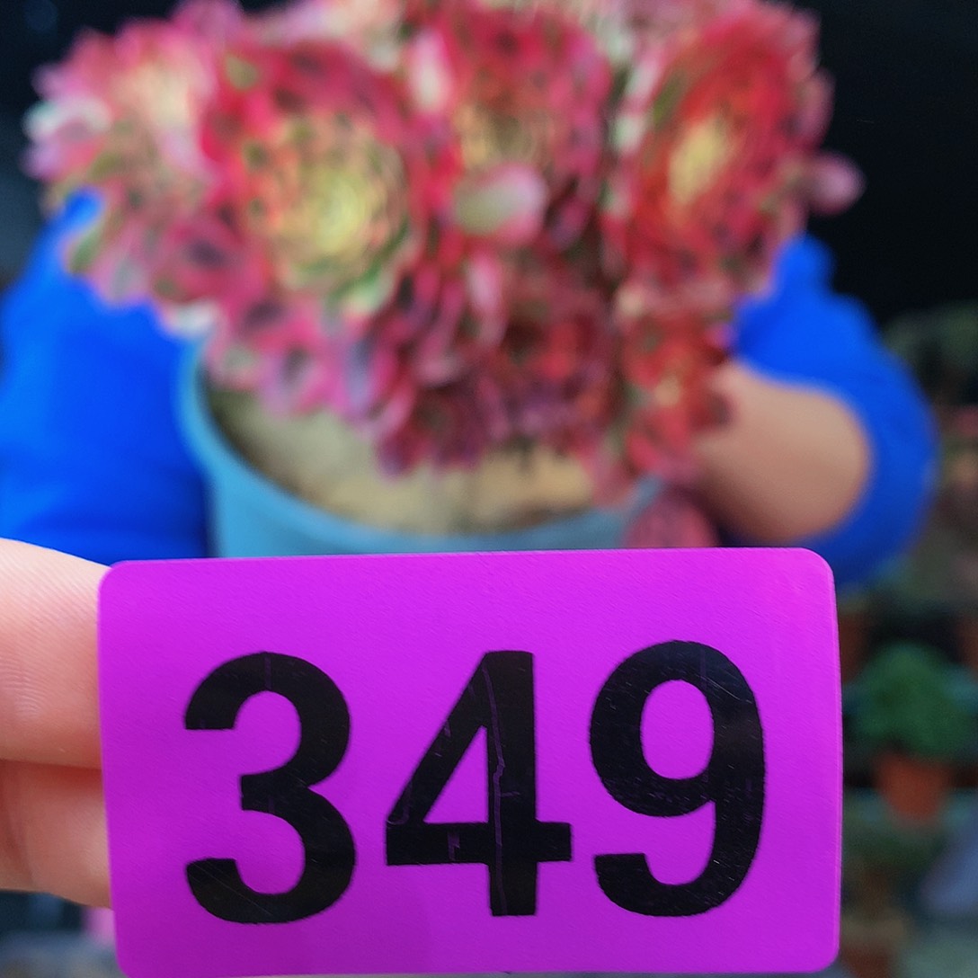 sssssssssssssssssssss349