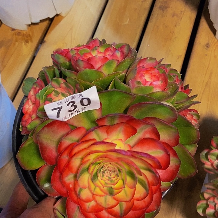 730号多肉植物荔枝