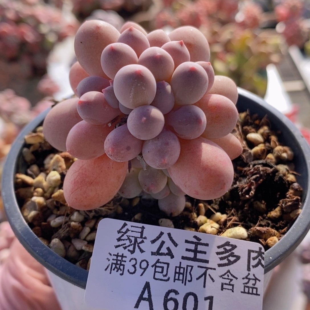 手指奶5cm601多肉植物