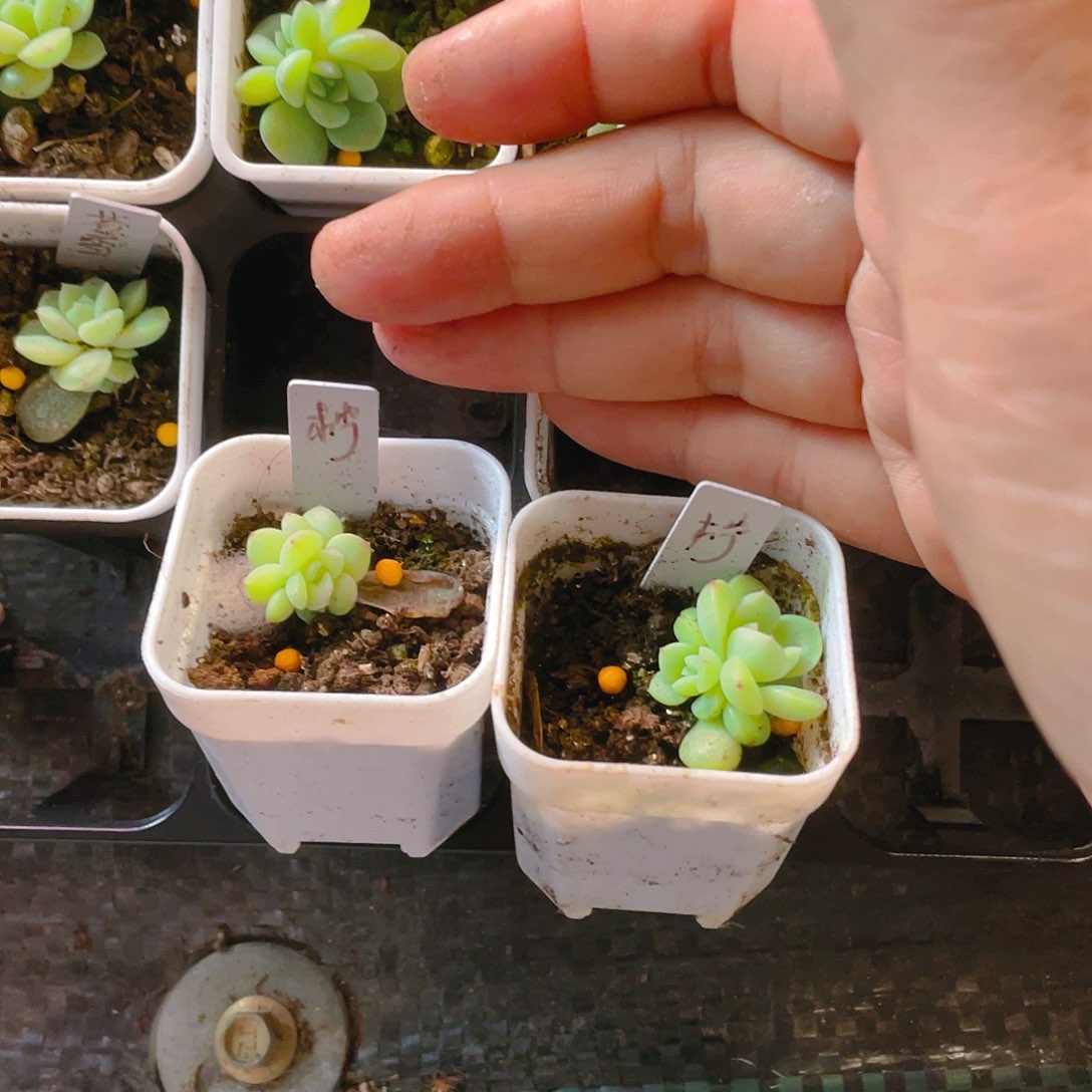 青柠中苗一个满25包邮