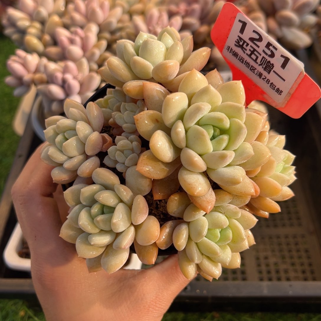 表妹精品多肉1251.