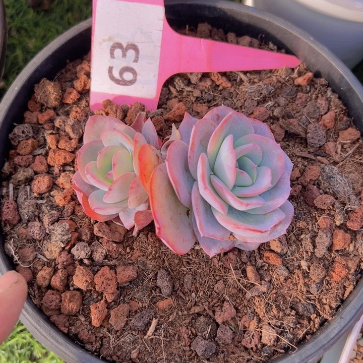 健健康康平平安安多肉