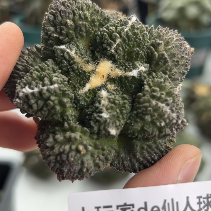 477可节后发货 有根