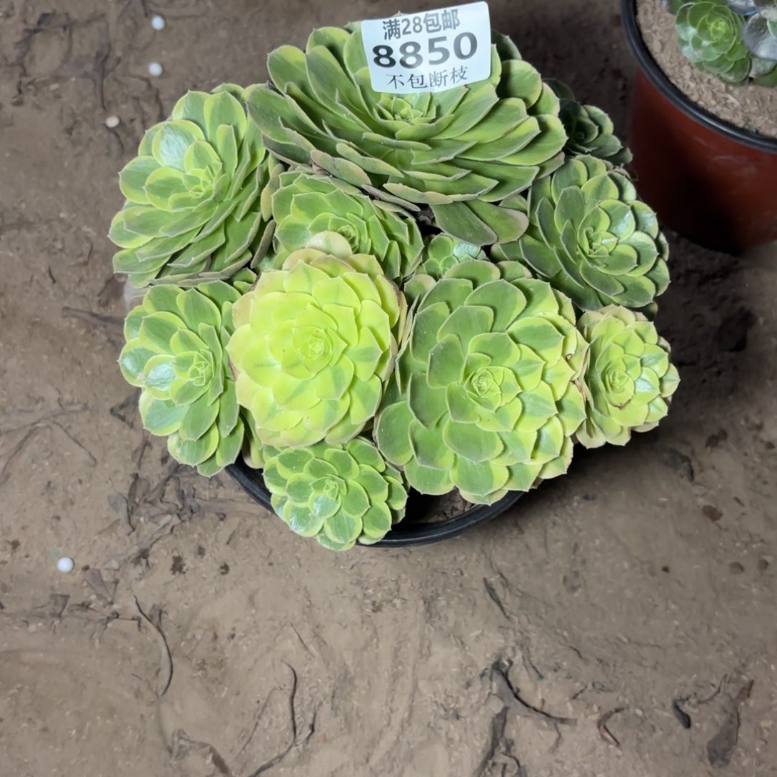 M. 8850奶白多肉2bad