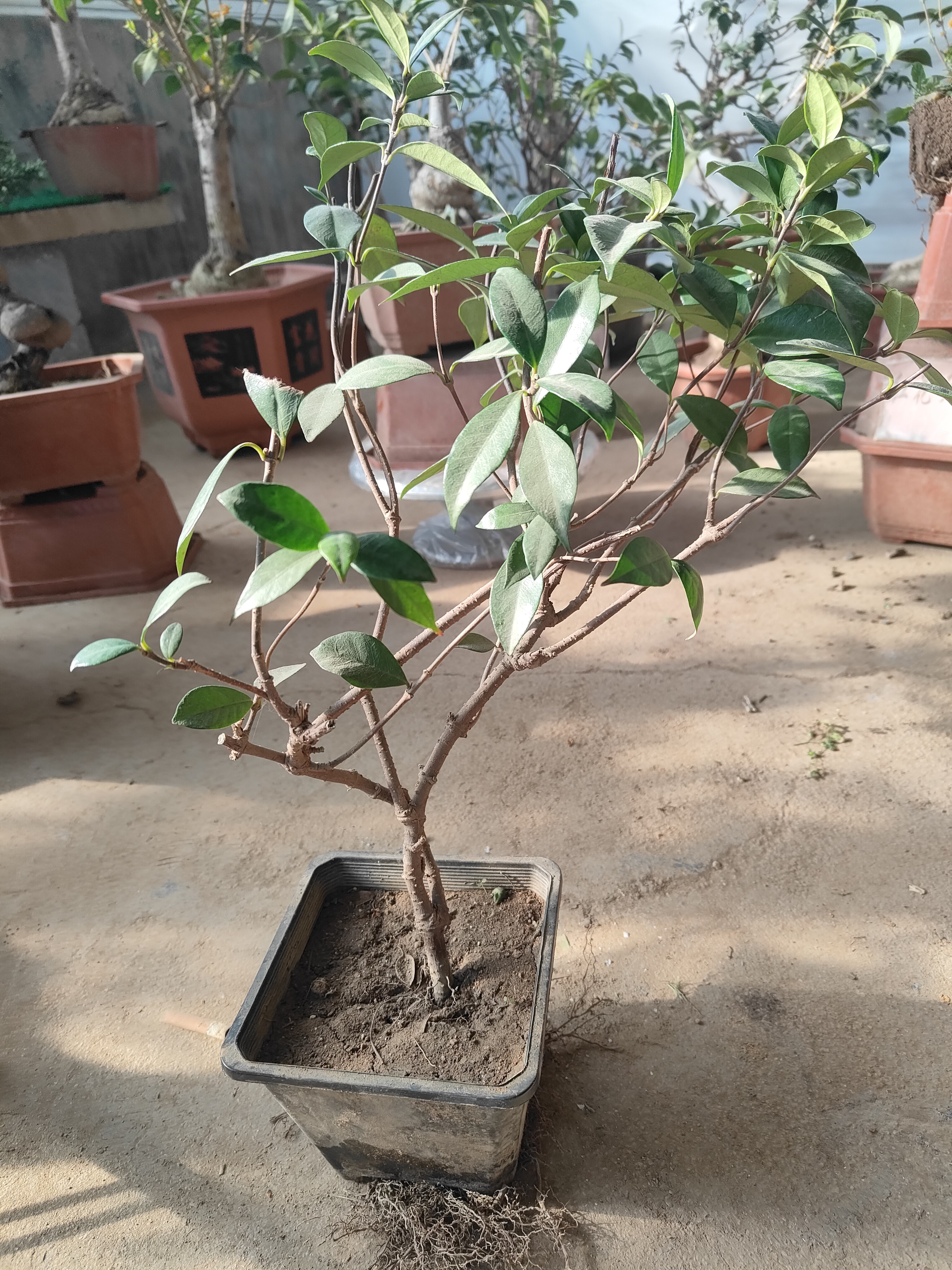 【盘龙桂】一物一拍私拍不发货