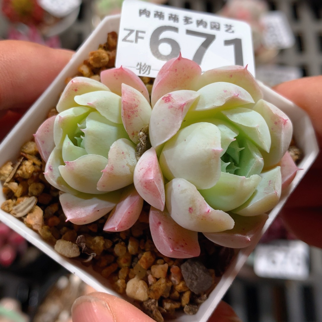 5CM拇指盆精控多肉ZF671