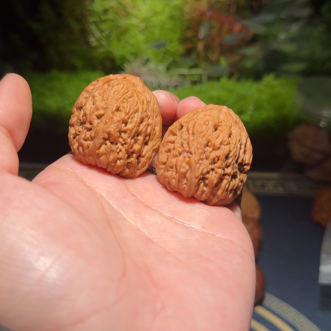 474号38高炮南疆石南疆石南疆石