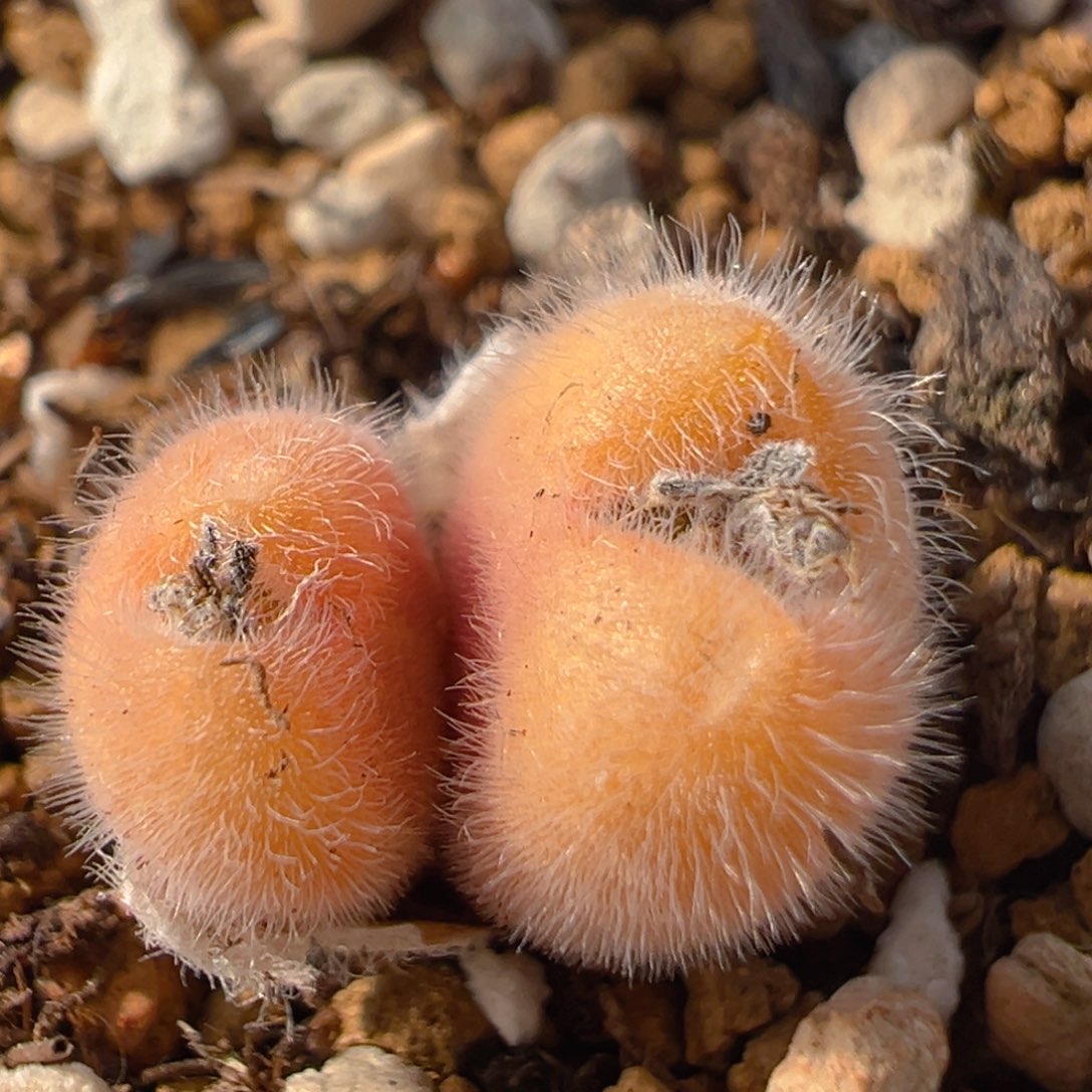 49多肉植物百科知识