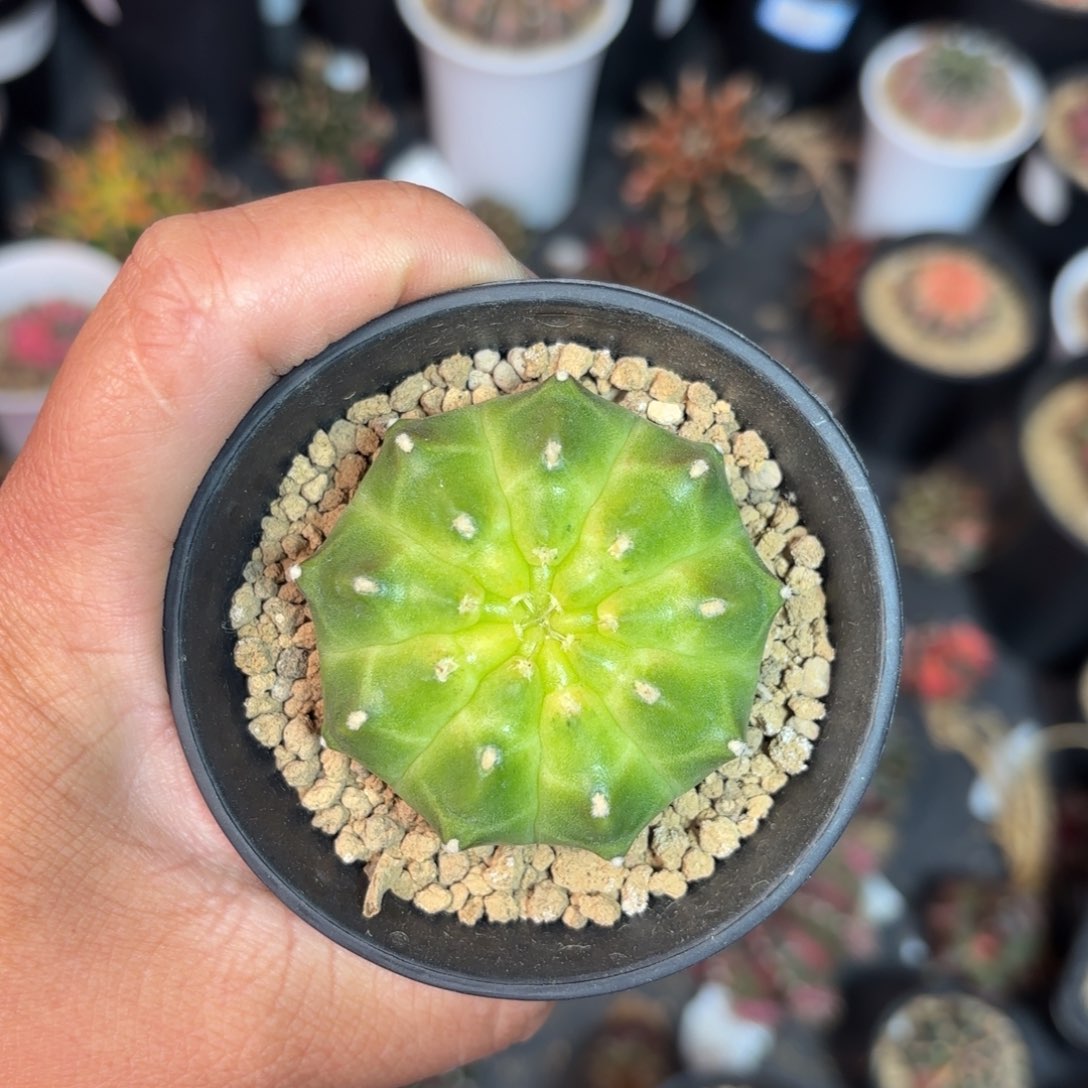 泰系实生轮回仙人球1号