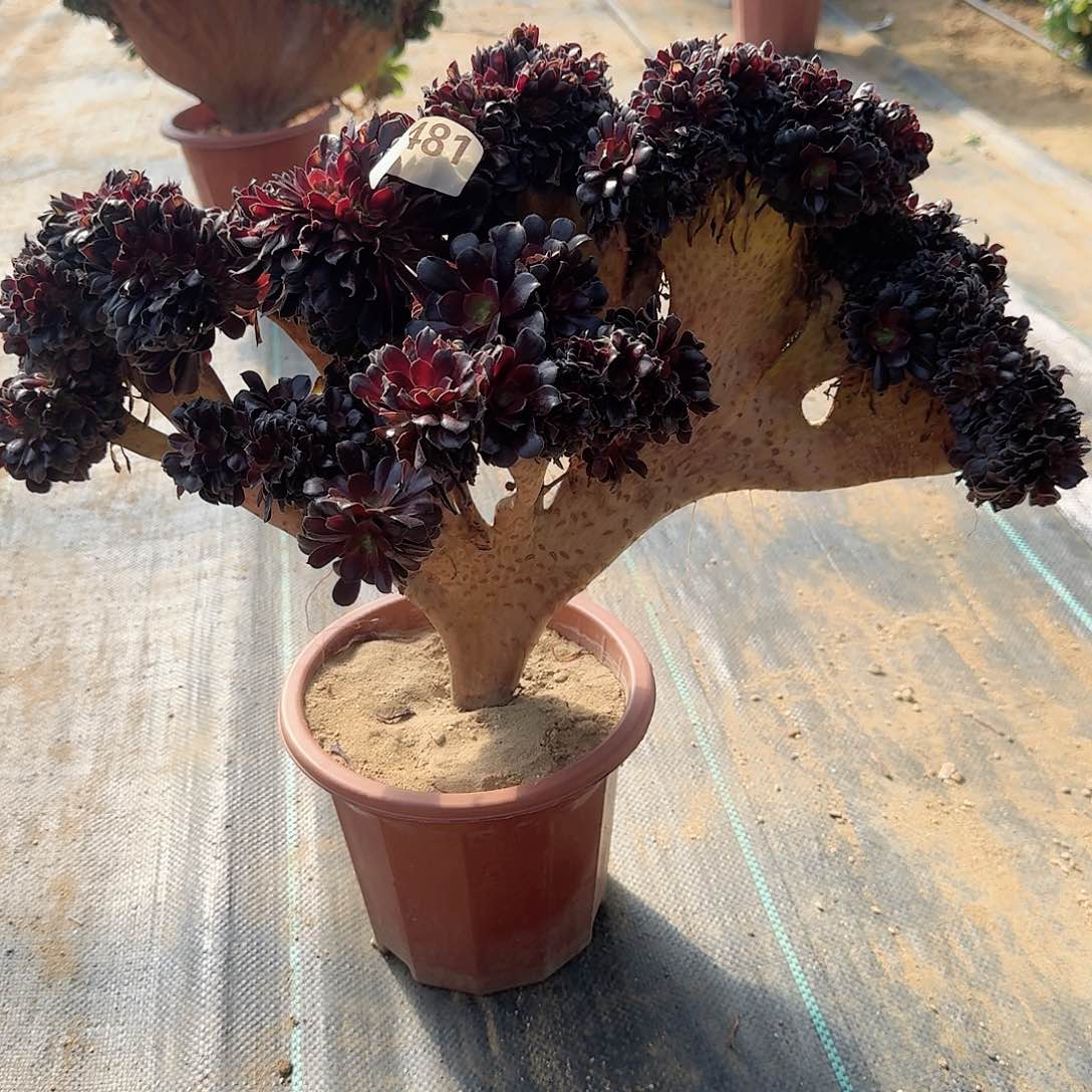 481欧紫一颗有伤