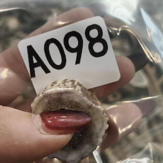 生***子鹿角鹿角鹿角鹿角鹿角鹿角