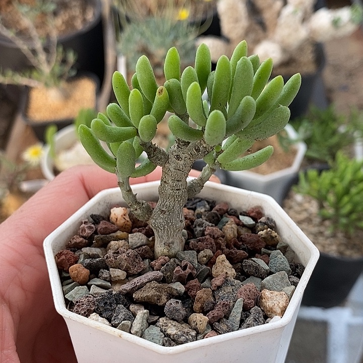 157诱惑奇峰锦带盆一一一一