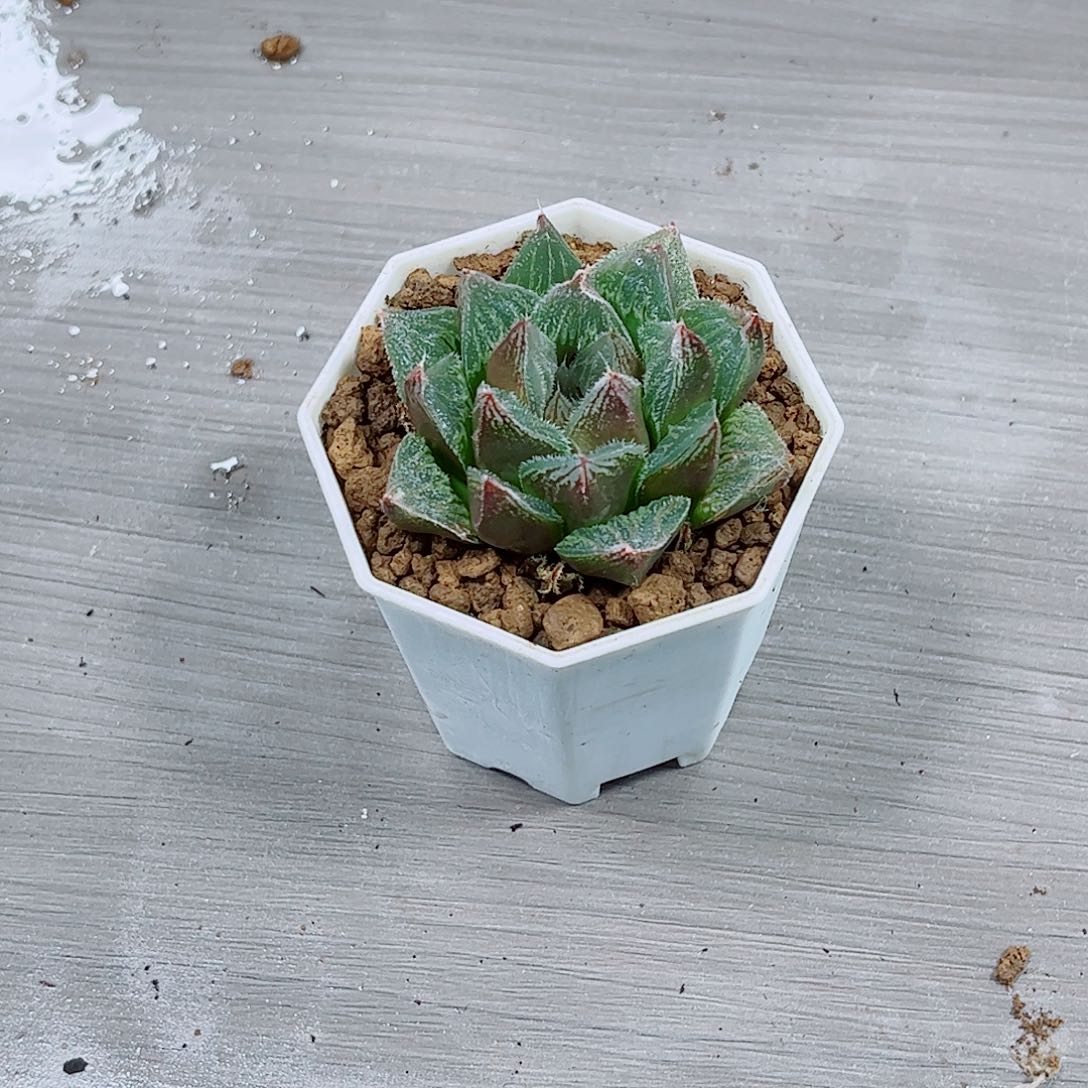 实生寿玉露一勿一拍