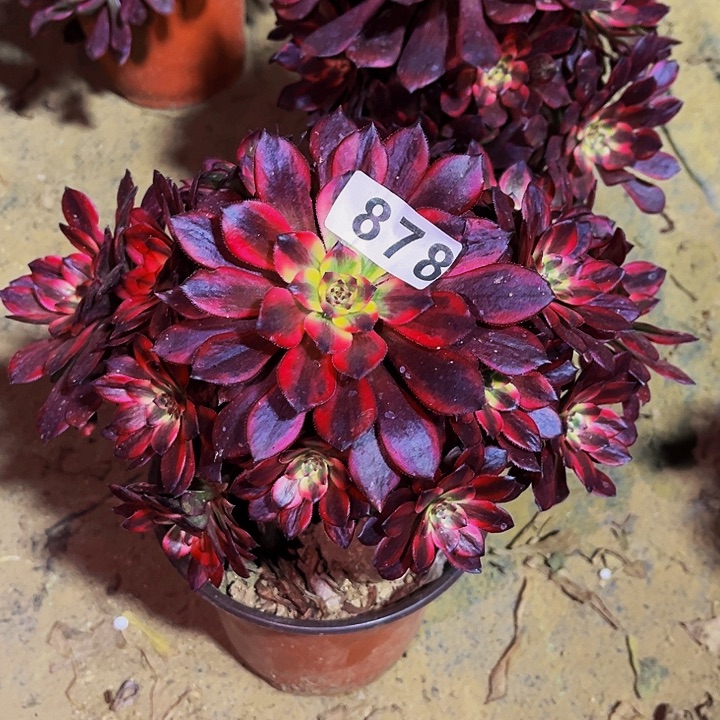 878火烧云多肉植物处理不售后